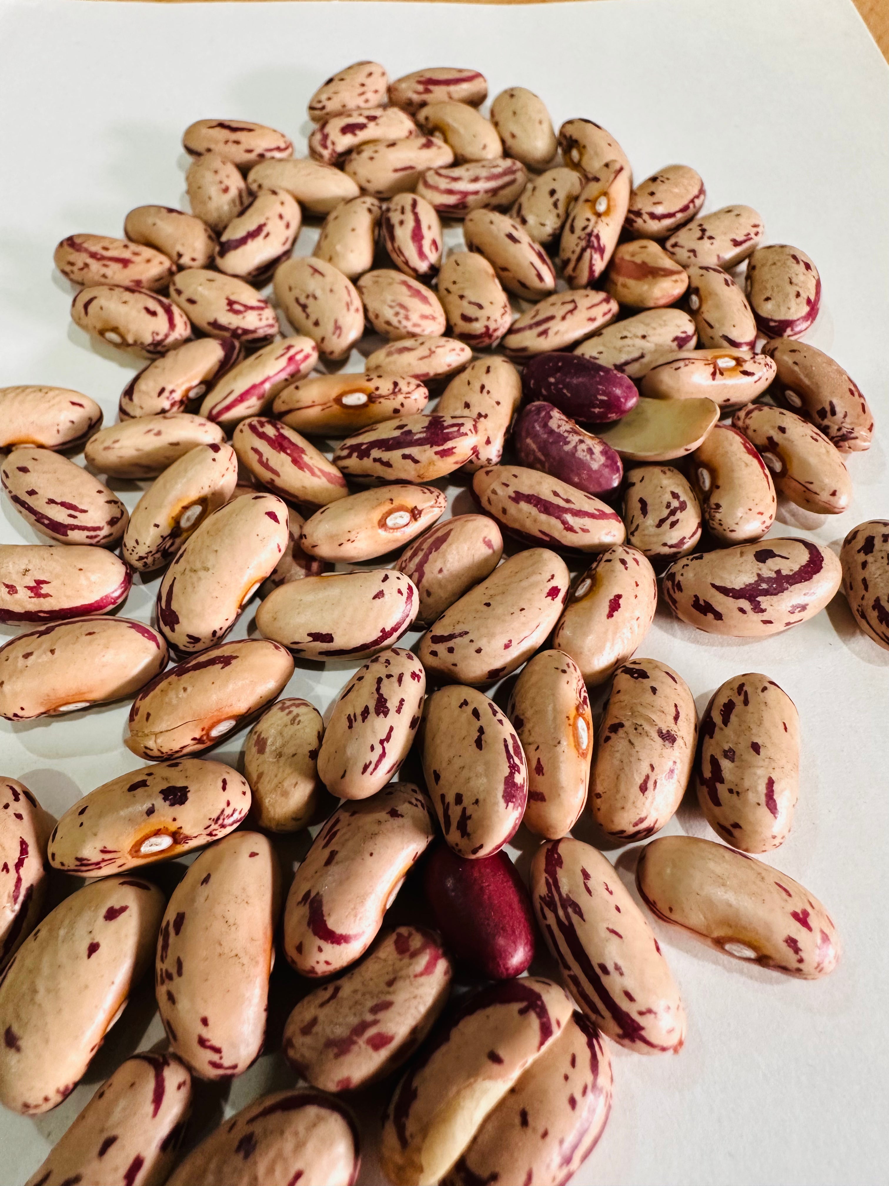 Pinto Beans (Chitra Rajma) 500gm